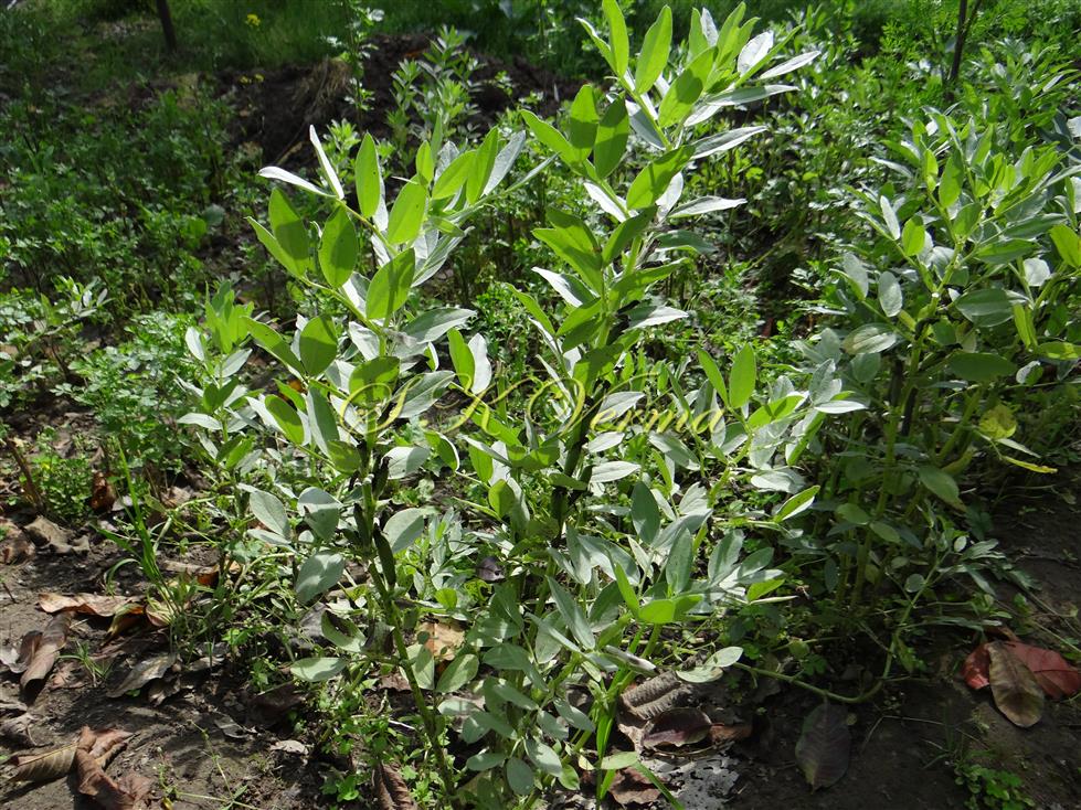  Plant